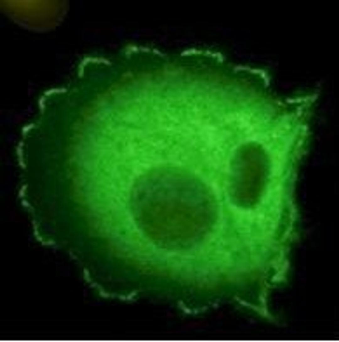 Immunofluorescence analysis of HEF1 localized at focal adhesion sites using HEF1 antibody