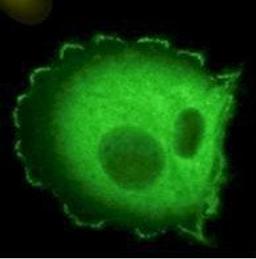 Immunofluorescence analysis of HEF1 localized at focal adhesion sites using HEF1 antibody