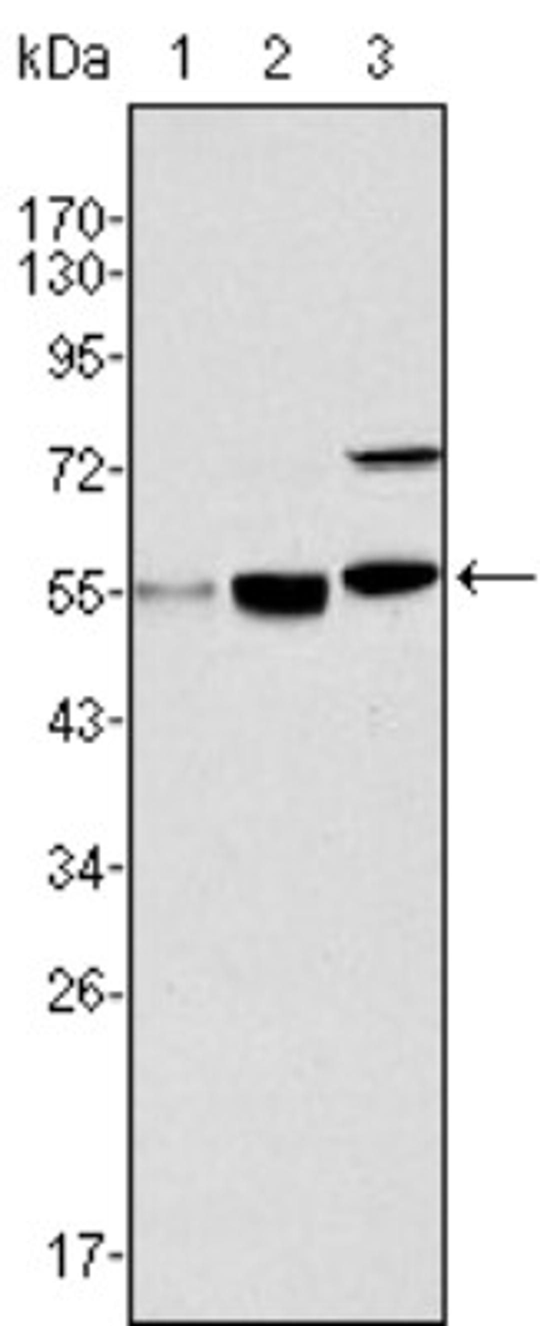 Western Blot: MYST1 Antibody (8C4C4) [NBP1-28879] - Analysis using MYST1 mouse mAb against Hela (1), HepG2 (2) and SMMC-7721 (3) cell lysate.