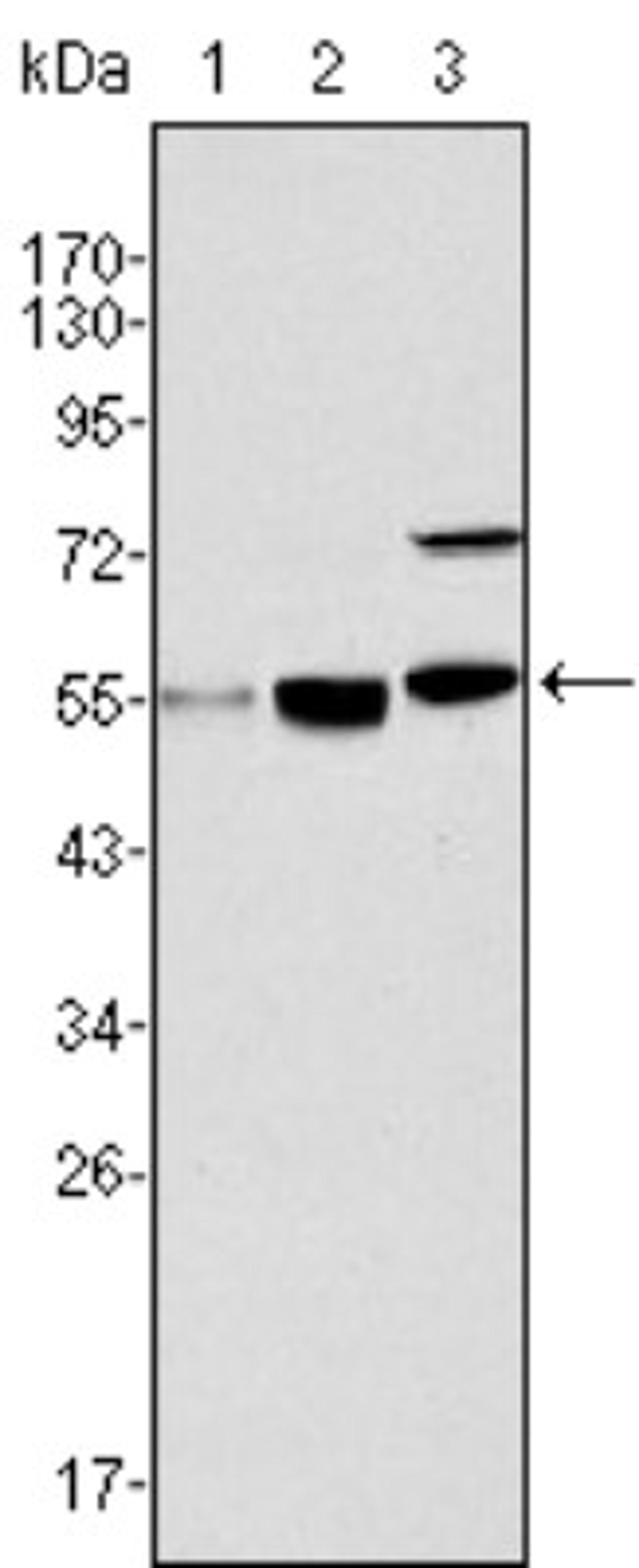 Western Blot: MYST1 Antibody (8C4C4) [NBP1-28879] - Analysis using MYST1 mouse mAb against Hela (1), HepG2 (2) and SMMC-7721 (3) cell lysate.