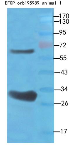 Western blot analysis of recombinant protein 100ng as lysate, use 1:500 dilution rate of using EGFP antibody 