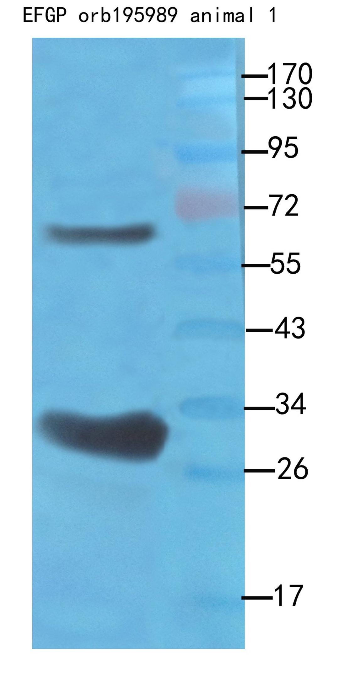 Western blot analysis of recombinant protein 100ng as lysate, use 1:500 dilution rate of using EGFP antibody