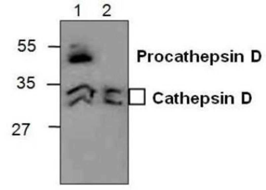 Western Blot: Cathepsin D Antibody [NBP1-50682] - Analysis of Cathepsin D in 3T3 cell lysate (Lane 1) and in rat kidney tissue lysate (Lane 2).