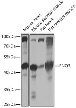 Western blot - ENO3 Rabbit pAb (A16371)