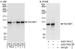 Detection of human TAX1BP1 by western blot and immunoprecipitation.