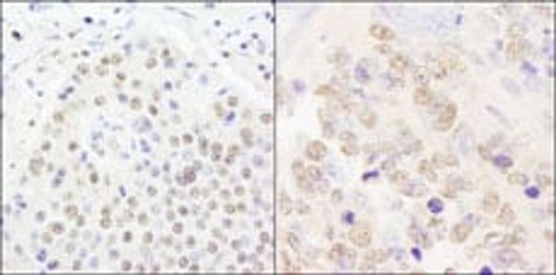 Detection of human and mouse CPSF100 by immunohistochemistry.