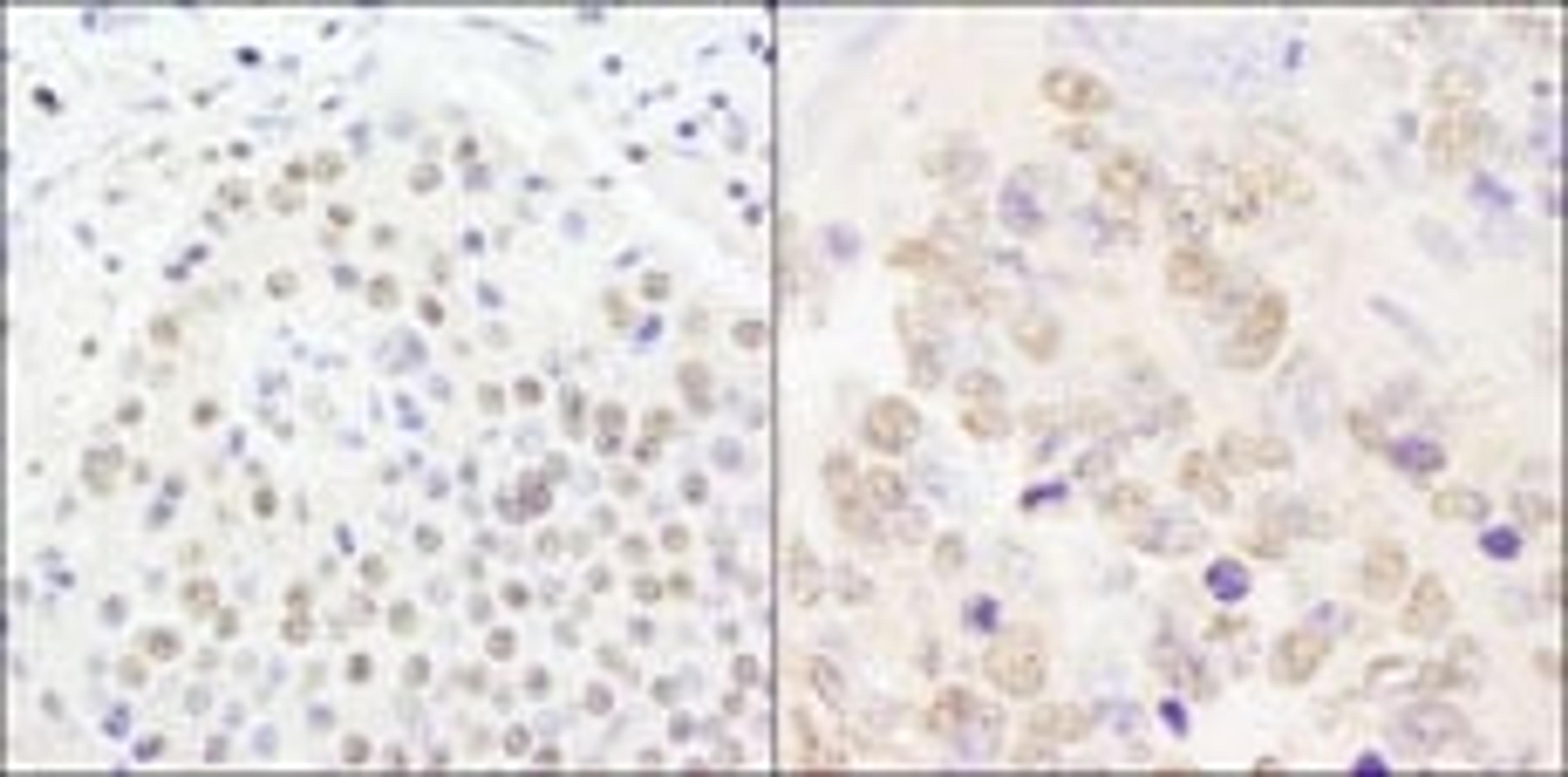 Detection of human and mouse CPSF100 by immunohistochemistry.