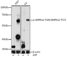 Western blot - Phospho-AMPKa1-T183/AMPKa2-T172 antibody (AP0883)