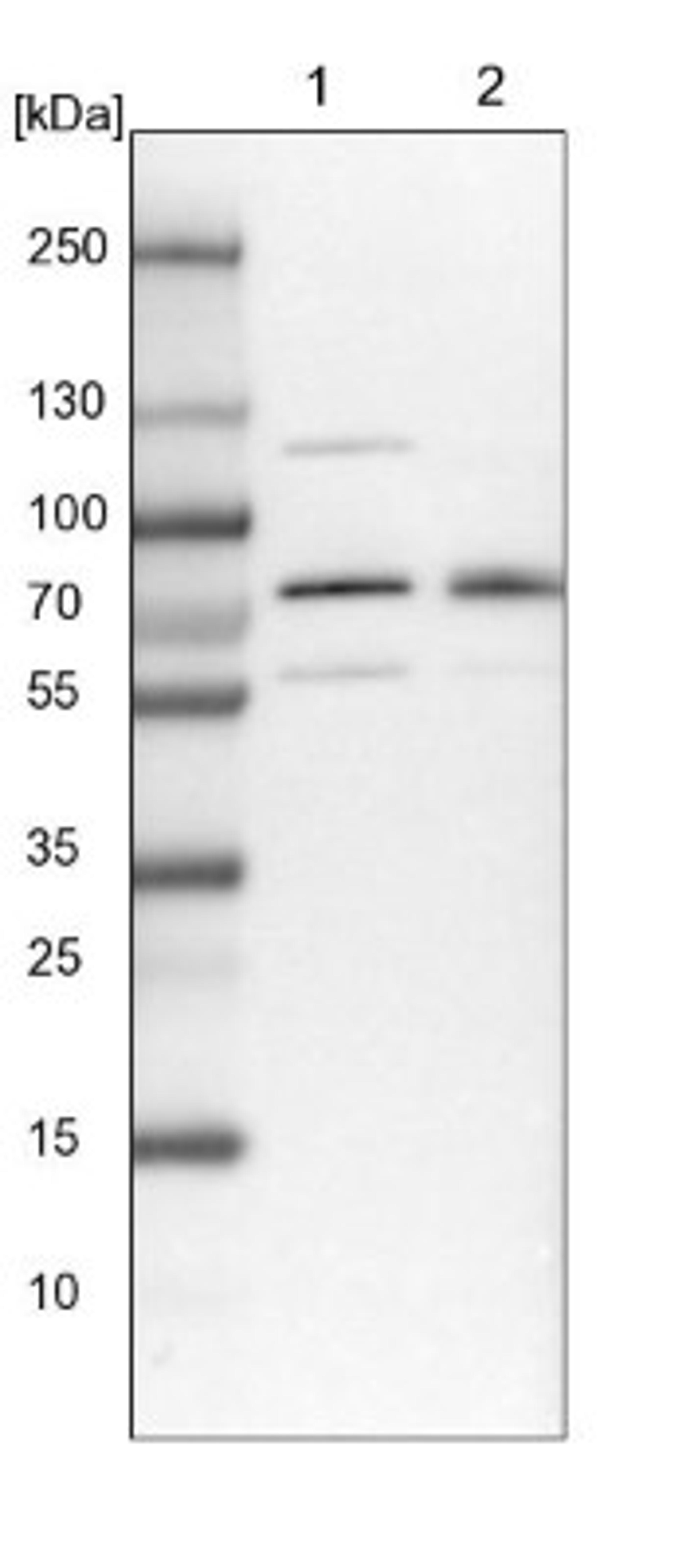 Western Blot: BRAP Antibody [NBP1-91705] - Lane 1: NIH-3T3 cell lysate (Mouse embryonic fibroblast cells)<br/>Lane 2: NBT-II cell lysate (Rat Wistar bladder tumour cells)