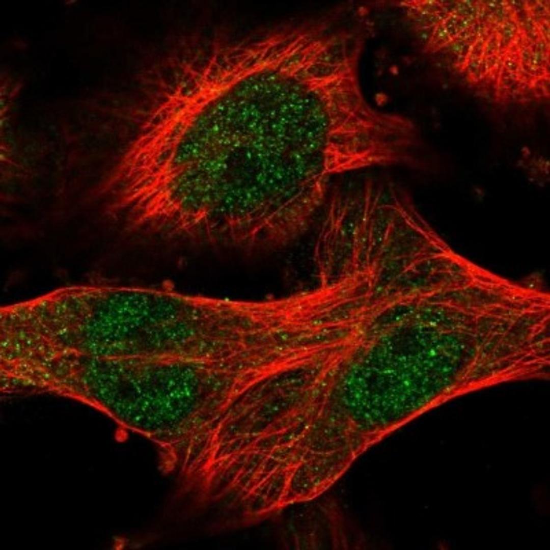 Immunocytochemistry/Immunofluorescence: SgK071 Antibody [NBP1-82686] - Staining of human cell line U-251MG shows positivity in nucleus but not nucleoli.