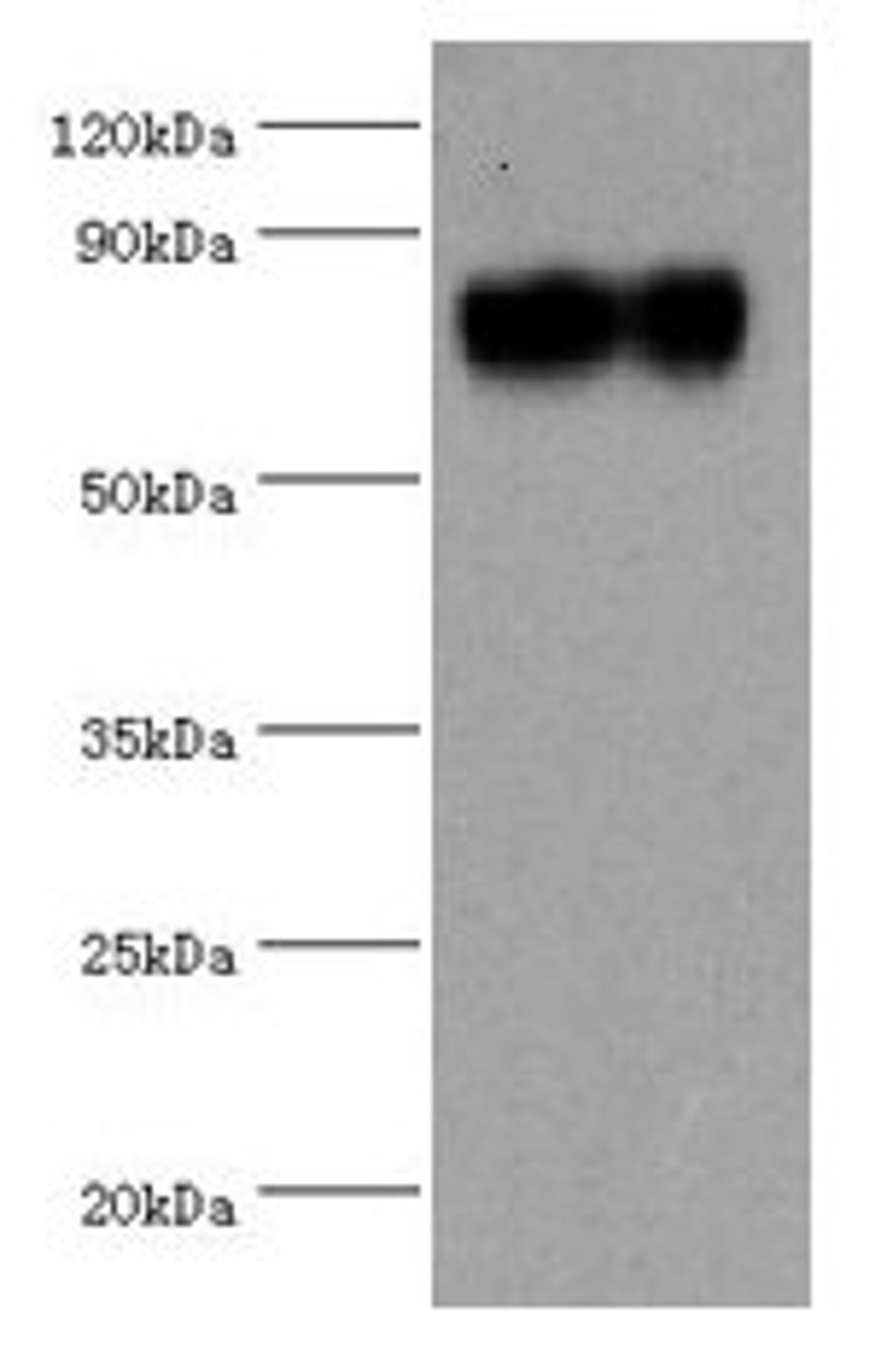 Western blot. All lanes: SYTL4 antibody at 1.36µg/ml + HUVEC whole cell lysate. Secondary. Goat polyclonal to rabbit IgG at 1/10000 dilution. Predicted band size: 77, 40 kDa. Observed band size: 77 kDa