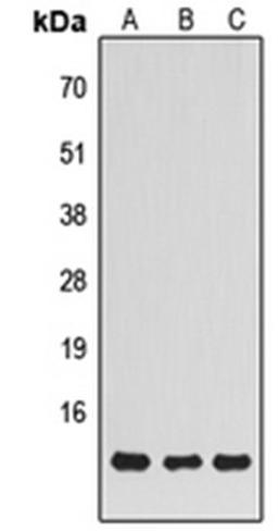 Western blot analysis of HuvEc (Lane 1), K562 (Lane 2), HepG2 (Lane 3) whole cell lysates using NDUFS5 antibody