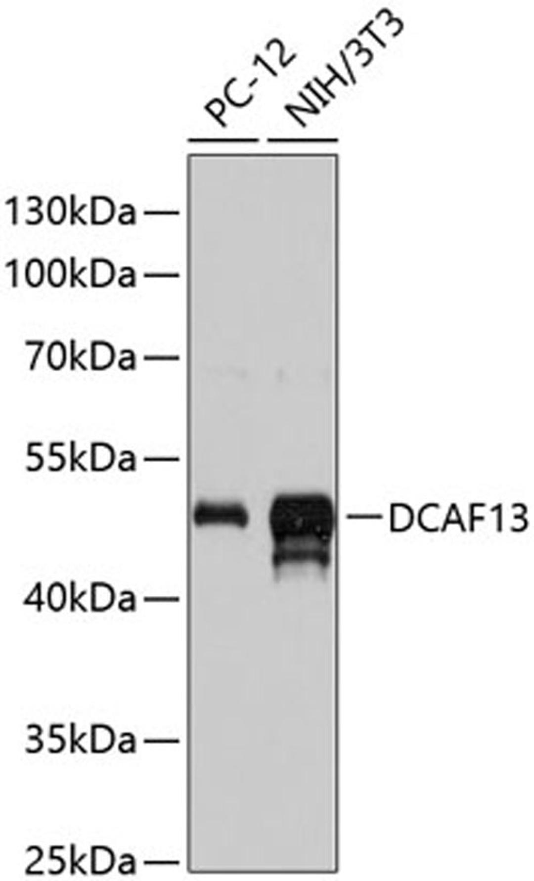 Western blot - DCAF13 antibody (A13213)