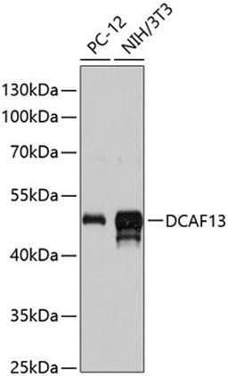 Western blot - DCAF13 antibody (A13213)