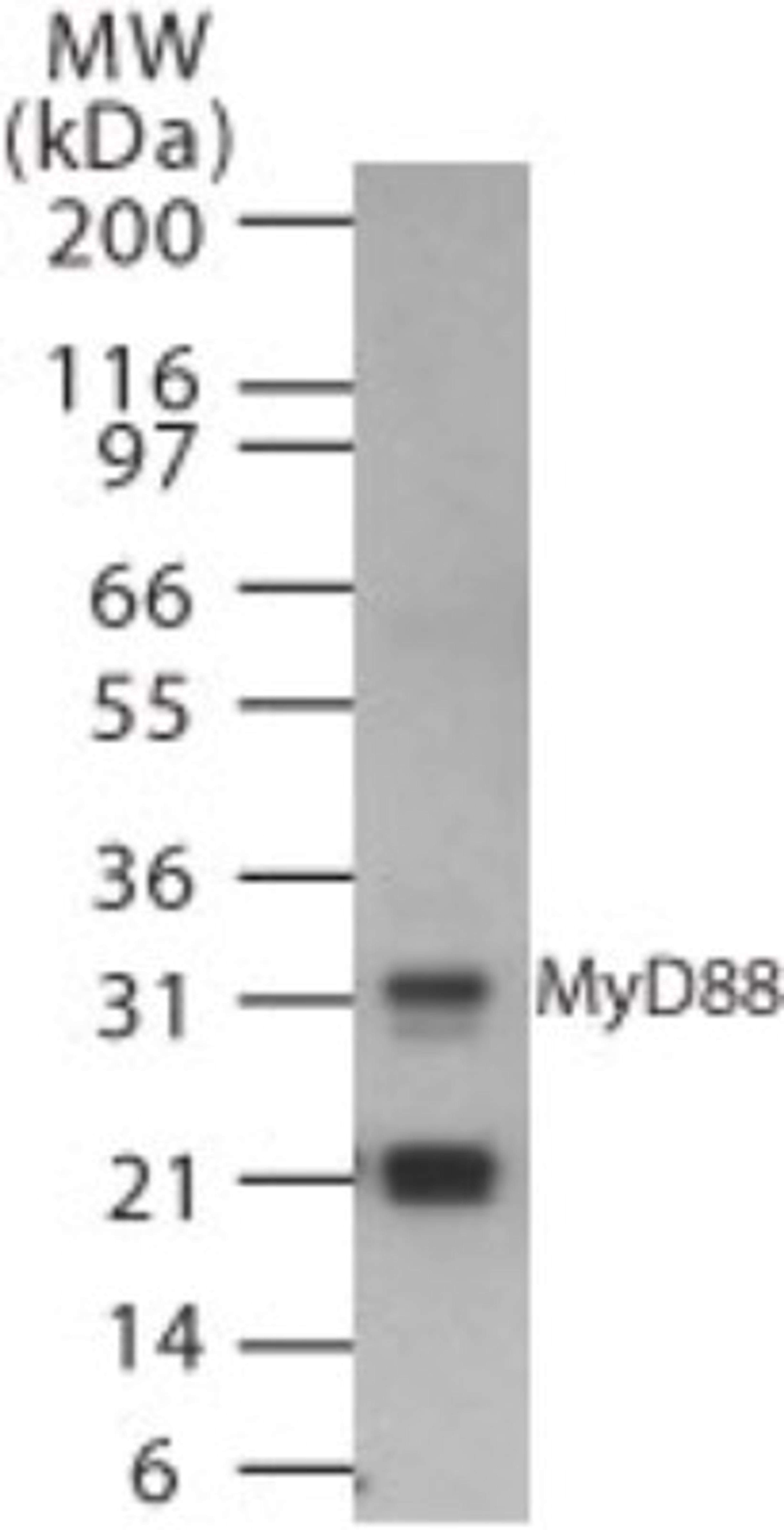 Western Blot: MyD88 Antibody [NB100-56698] - Analysis of MyD88 in human spleen cell lysate using 0.5 ug/ml of NB100-56698.