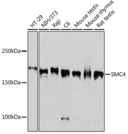 Western blot - SMC4 Rabbit mAb (A3559)