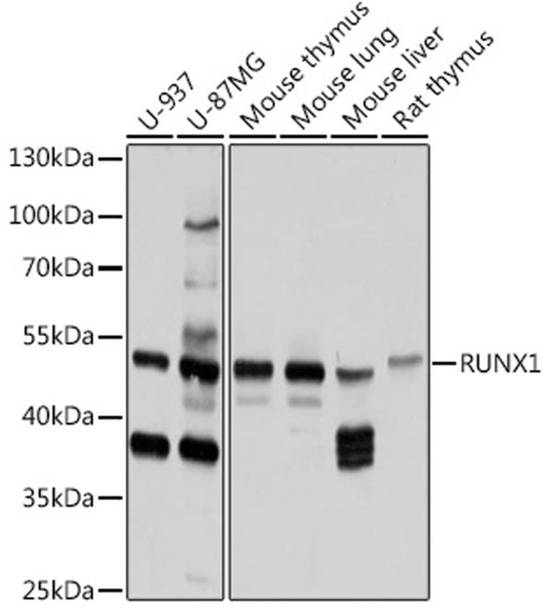 Western blot - RUNX1 antibody (A0400)