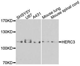 Western blot analysis of extracts of various cells using HERC3 antibody