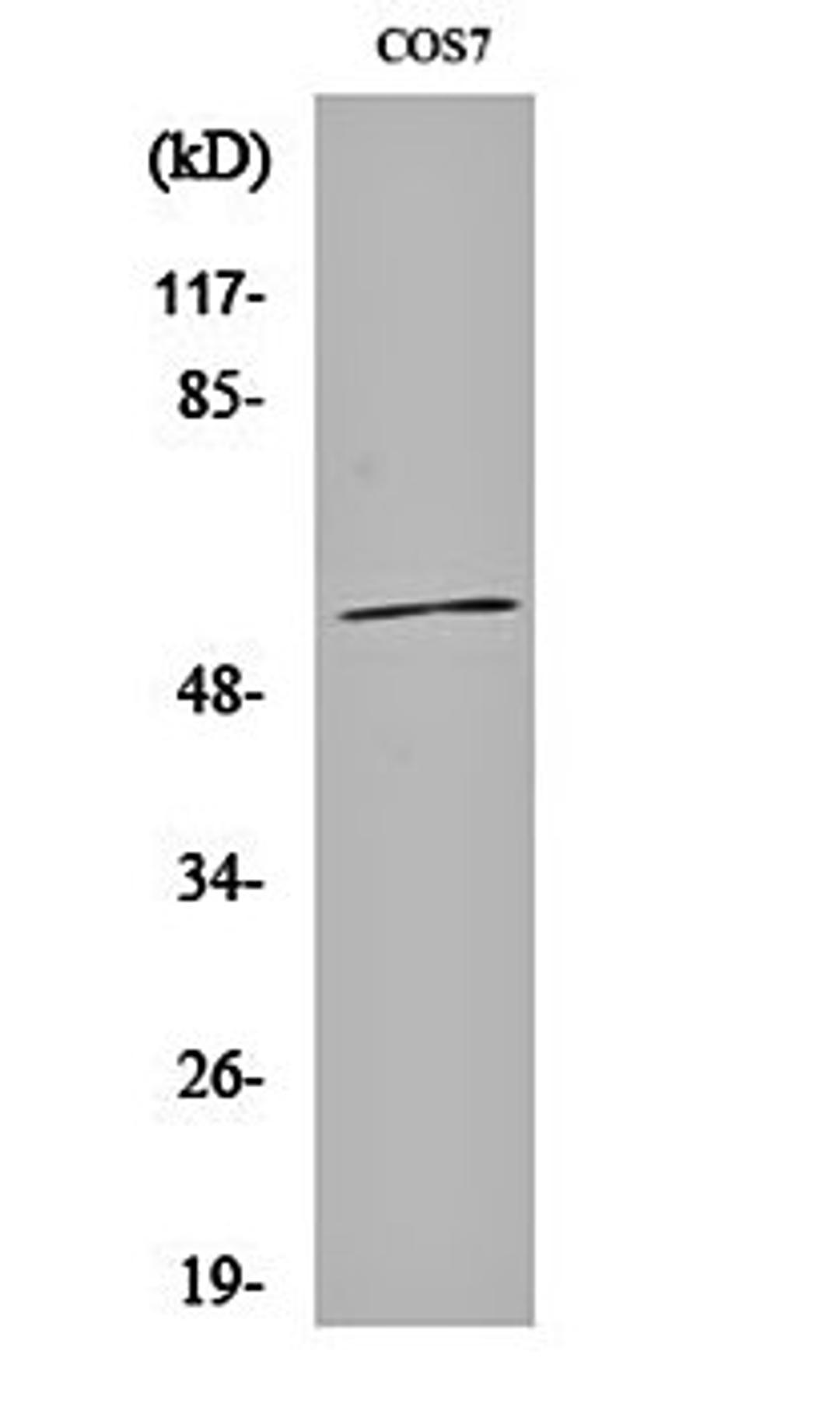 Western blot analysis of COS7 cell lysates using CYP1A1/2 antibody