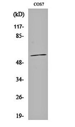 Western blot analysis of COS7 cell lysates using CYP1A1/2 antibody