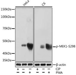 Western blot - Phospho-MEK1-S298 Rabbit mAb (AP1020)