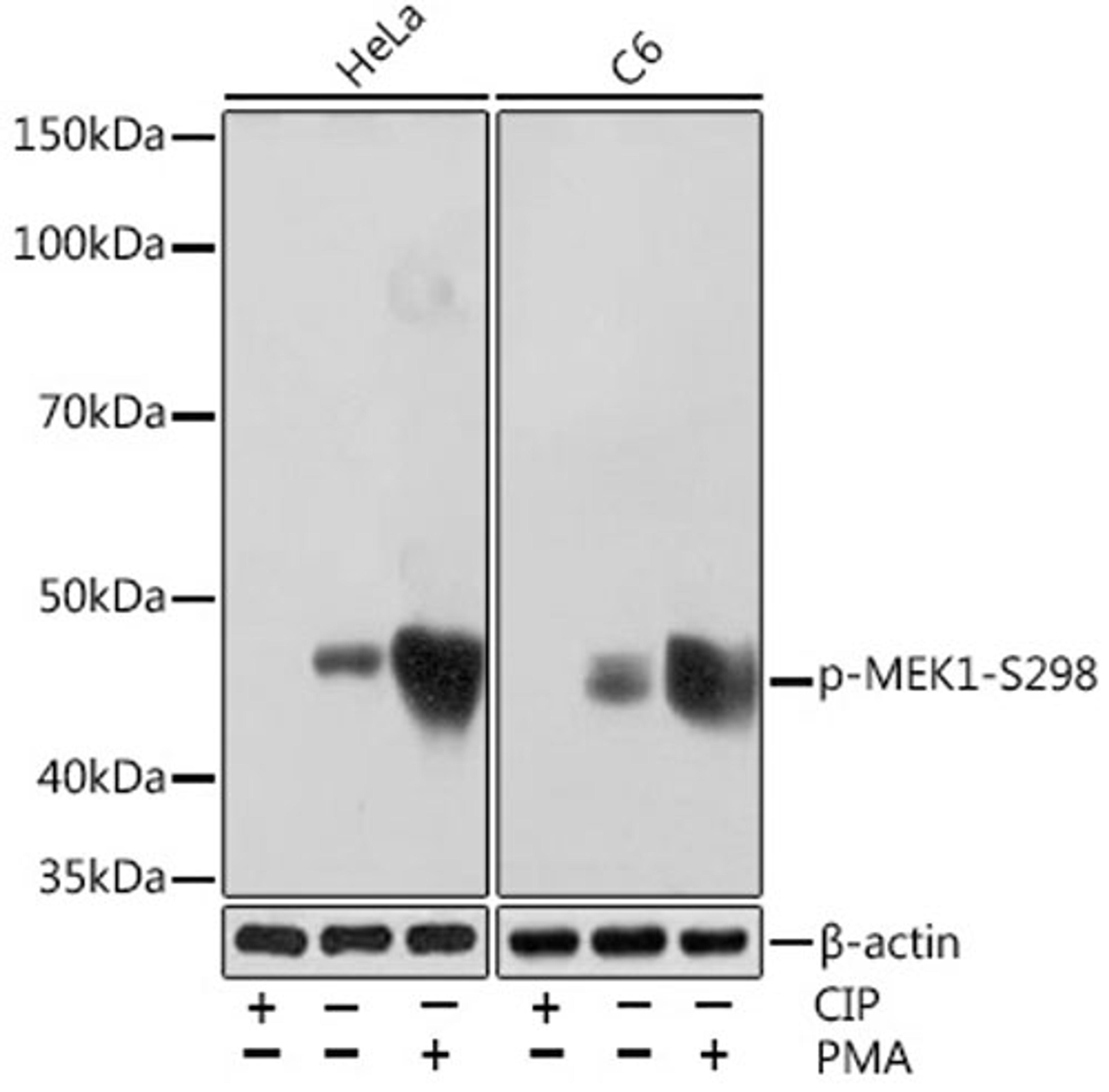 Western blot - Phospho-MEK1-S298 Rabbit mAb (AP1020)