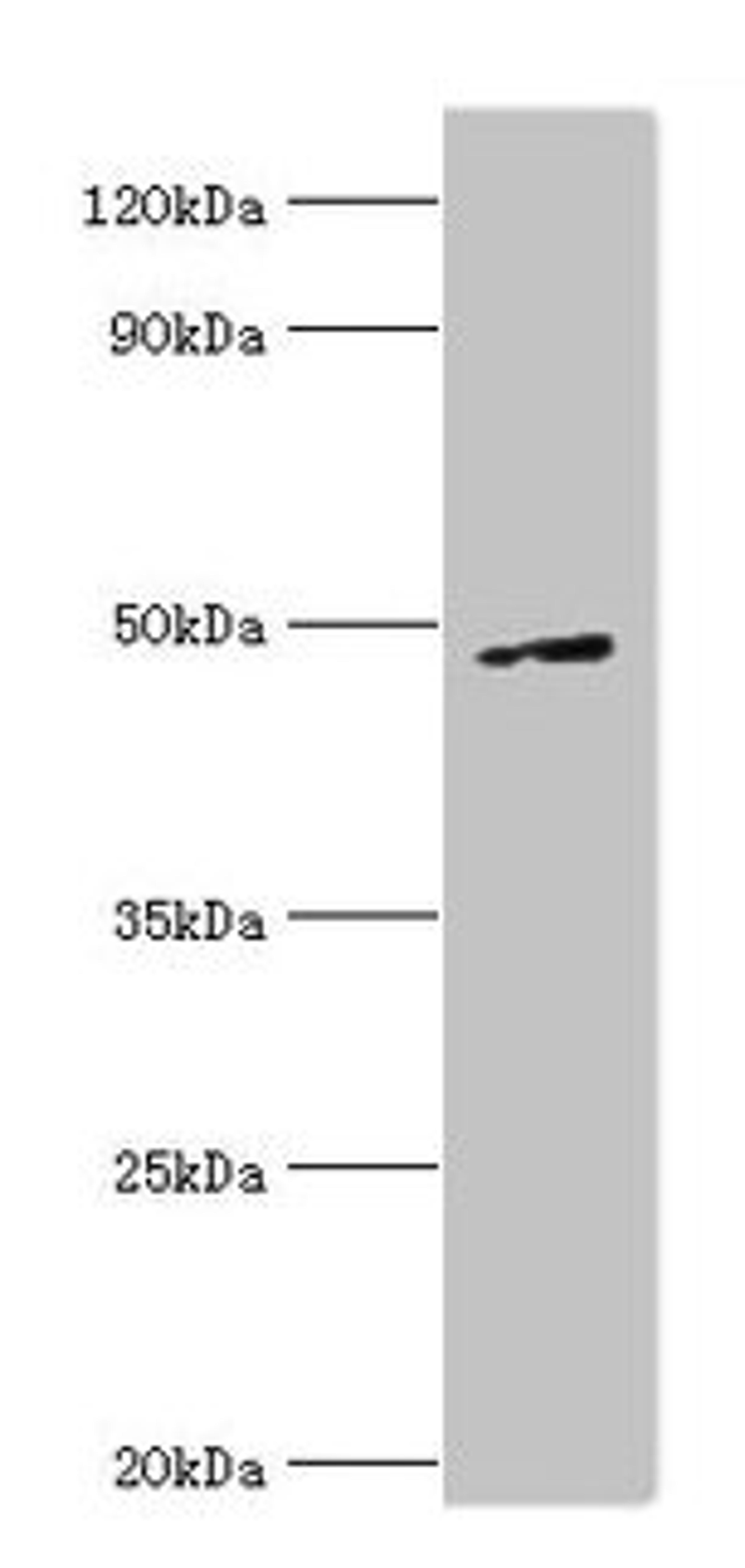 Western blot. All lanes: CTBP1 antibody at 6µg/ml + A549 whole cell lysate. Secondary. Goat polyclonal to rabbit IgG at 1/10000 dilution. Predicted band size: 48, 47 kDa. Observed band size: 48 kDa