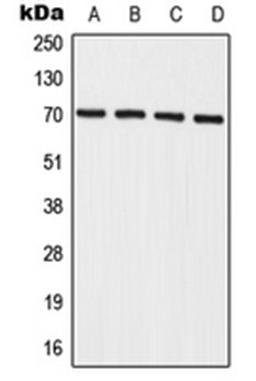 Western blot analysis of A549 (Lane 1), HeLa (Lane 2), mouse spleen (Lane 3), rat spleen (Lane 4) whole cell lysates using IL27RA antibody