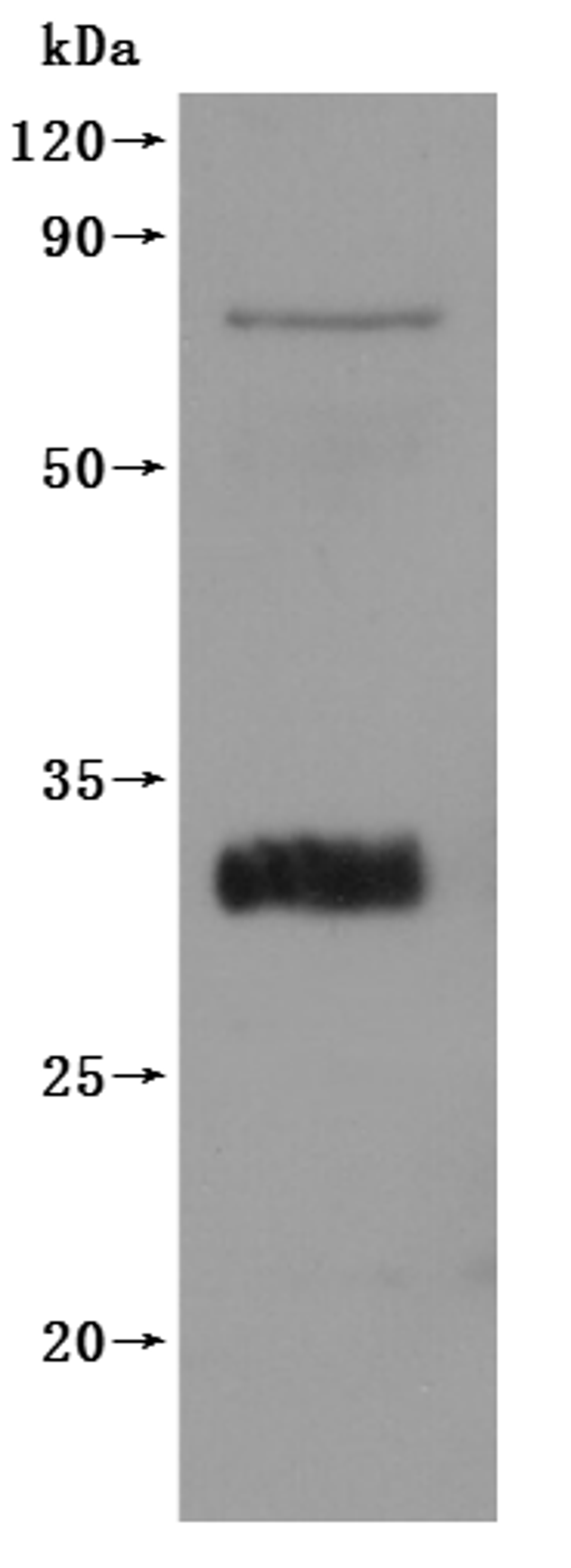 CSB-MP4304MOV is detected by Mouse anti-6*His monoclonal antibody.
