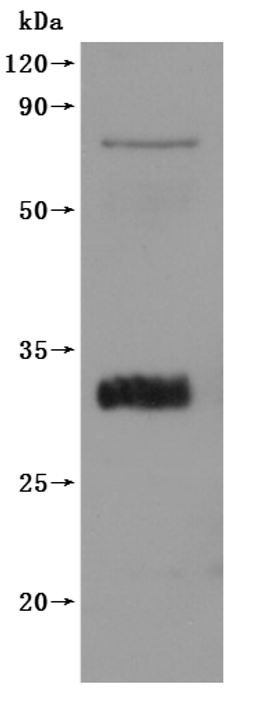CSB-MP4304MOV is detected by Mouse anti-6*His monoclonal antibody.