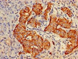 Immunohistochemistry of paraffin-embedded human pancreatic tissue using CSB-PA009940EA01HU at dilution of 1:100