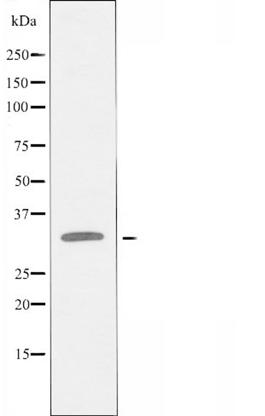 Western blot analysis of RAW264.7 cells using CYB5R1 antibody