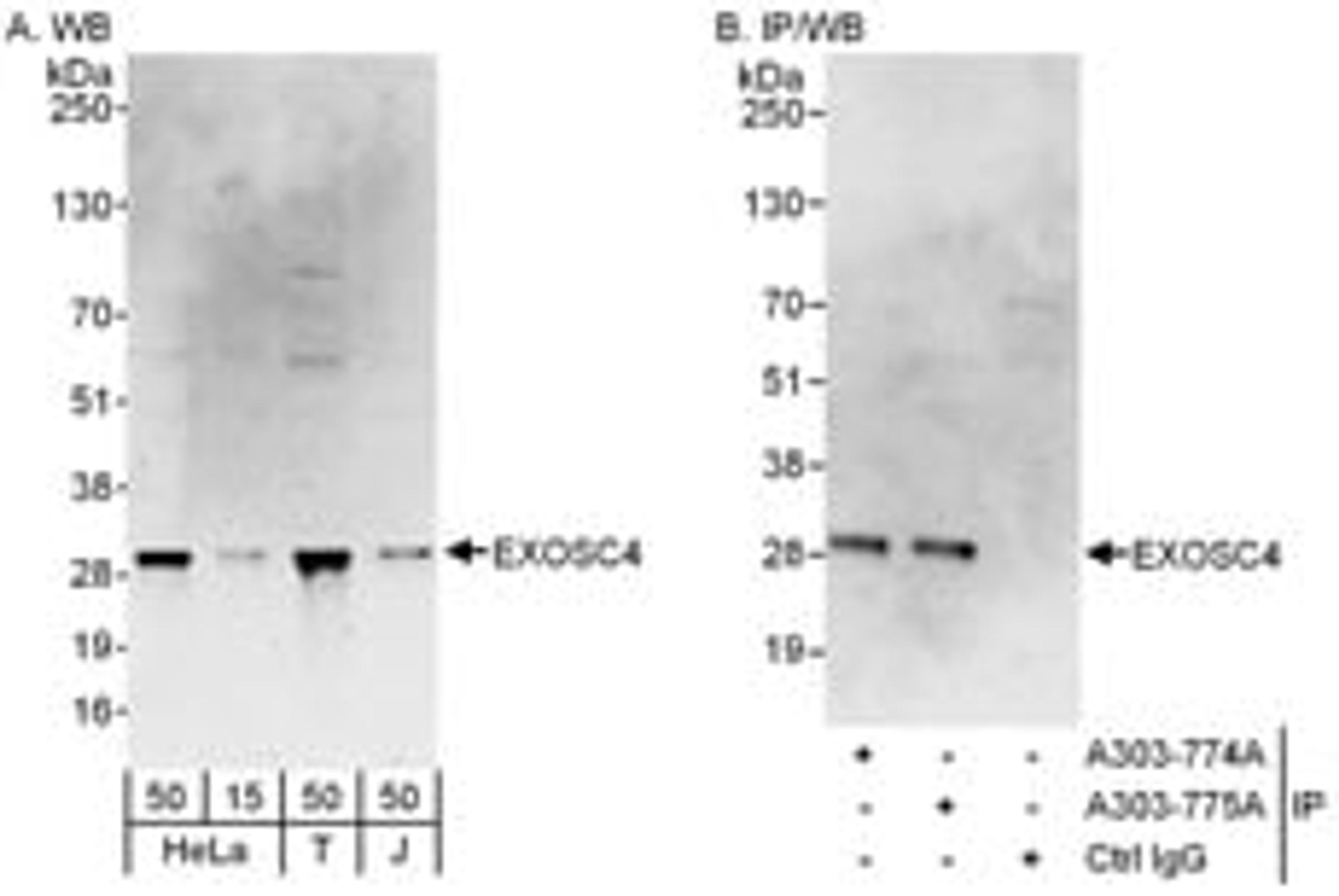 Detection of human EXOSC4 by western blot and immunoprecipitation.