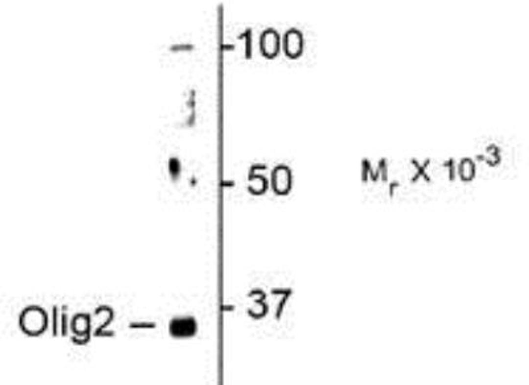 Western Blot: Olig2 Antibody [NBP1-28667] - Neonatal rat brain lysate showing specific immunolabeling of  the ~ 32k Olig2 protein.