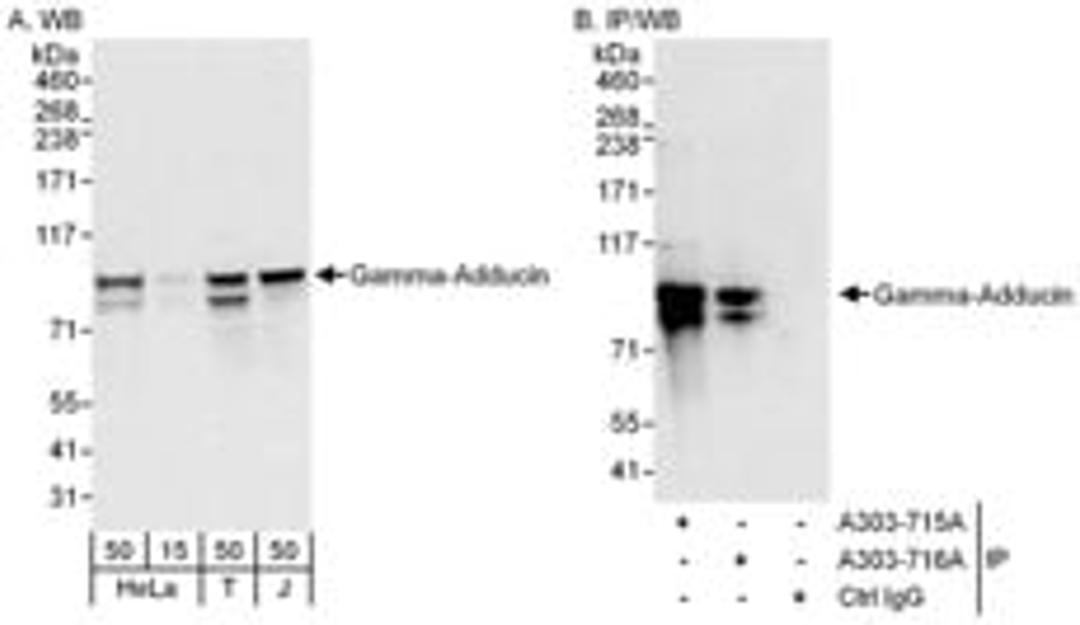 Detection of human Gamma-Adducin by western blot and immunoprecipitation.