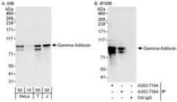 Detection of human Gamma-Adducin by western blot and immunoprecipitation.