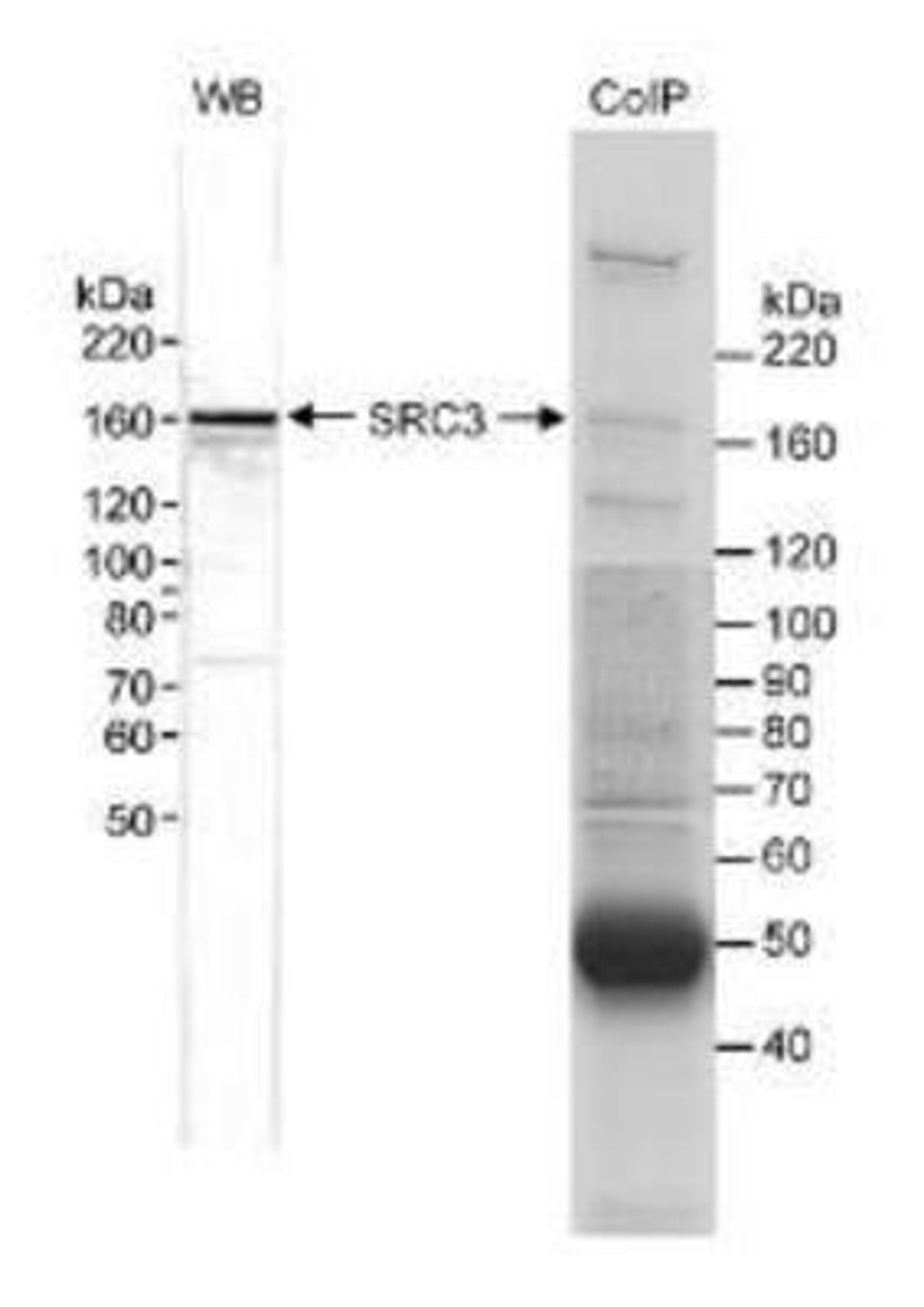 Western Blot: NCOA3/AIB1 Antibody [NB100-314] - Nuclear extract (5 mcg for WB, 10 mg for CoIP) from HeLa cells. Affinity purified rabbit anti-SRC3 used at 0.33 mcg/ml for WB and 20 mcg/10 mg extract for CoIP.