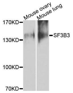 Western blot analysis of extracts of mouse tissues using SF3B3 antibody