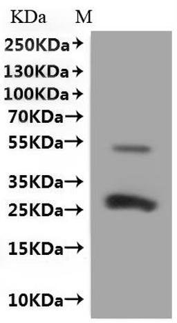 CSB-MP004969MO is detected by Mouse anti-6*His monoclonal antibody.