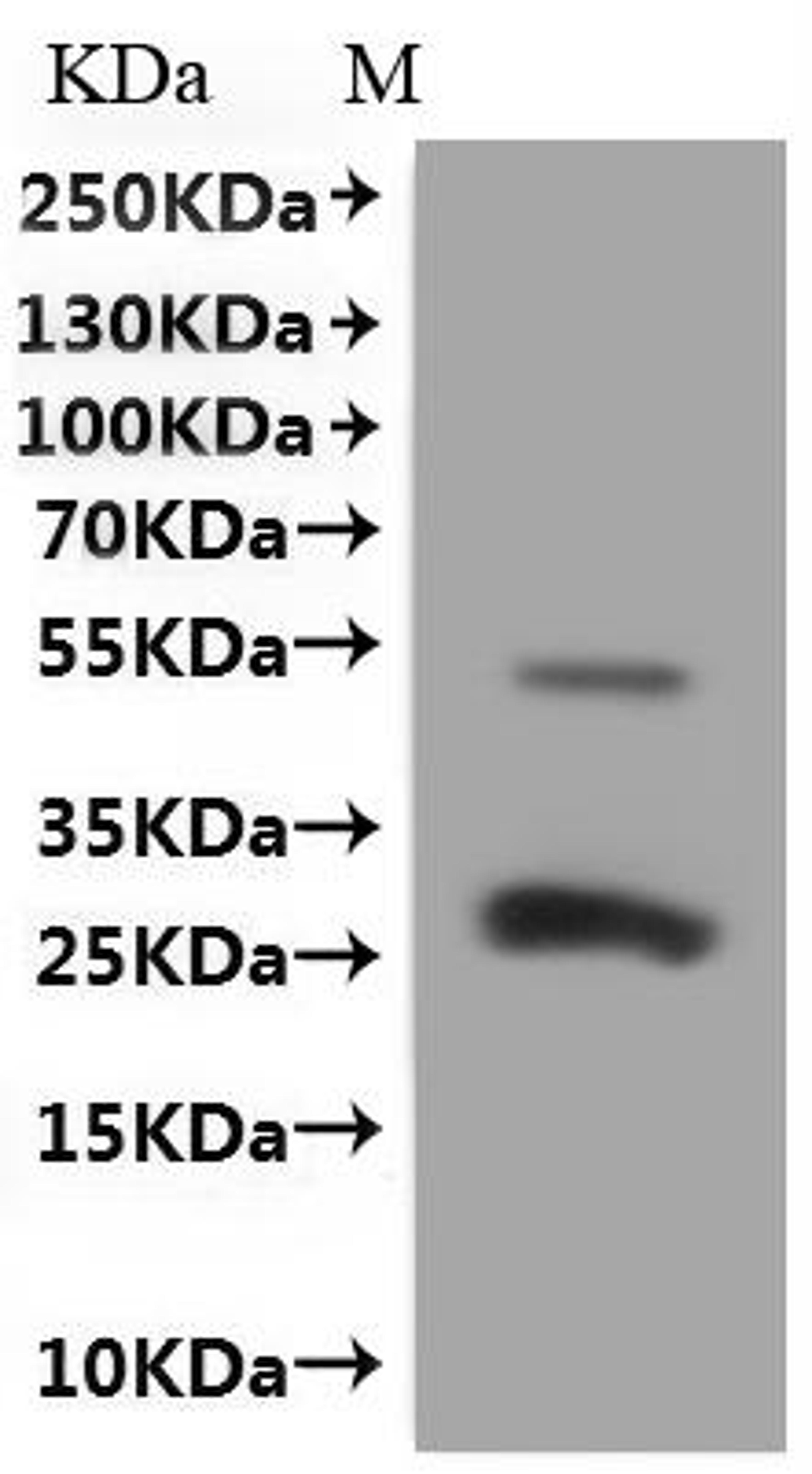 CSB-MP004969MO is detected by Mouse anti-6*His monoclonal antibody.