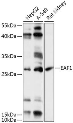 Western blot - EAF1 antibody (A17798)