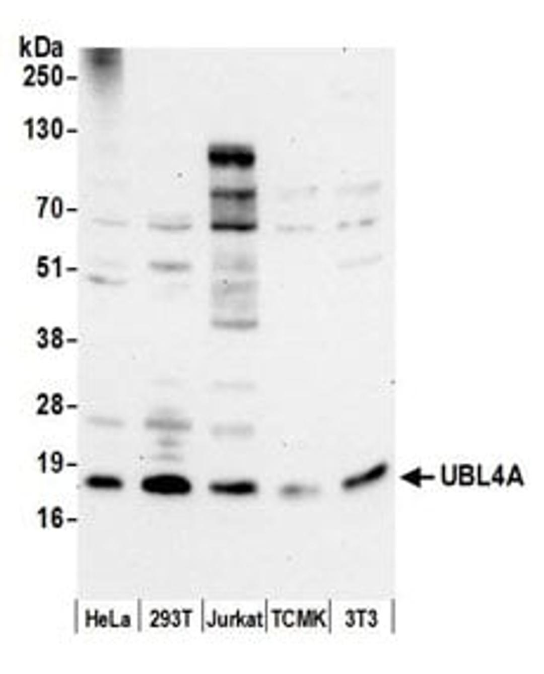 Detection of human and mouse UBL4A by western blot.