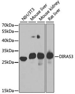 Western blot - DIRAS3 antibody (A7950)