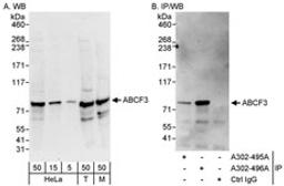 Detection of human and mouse ABCF3 by western blot (h&m) and immunoprecipitation (h).