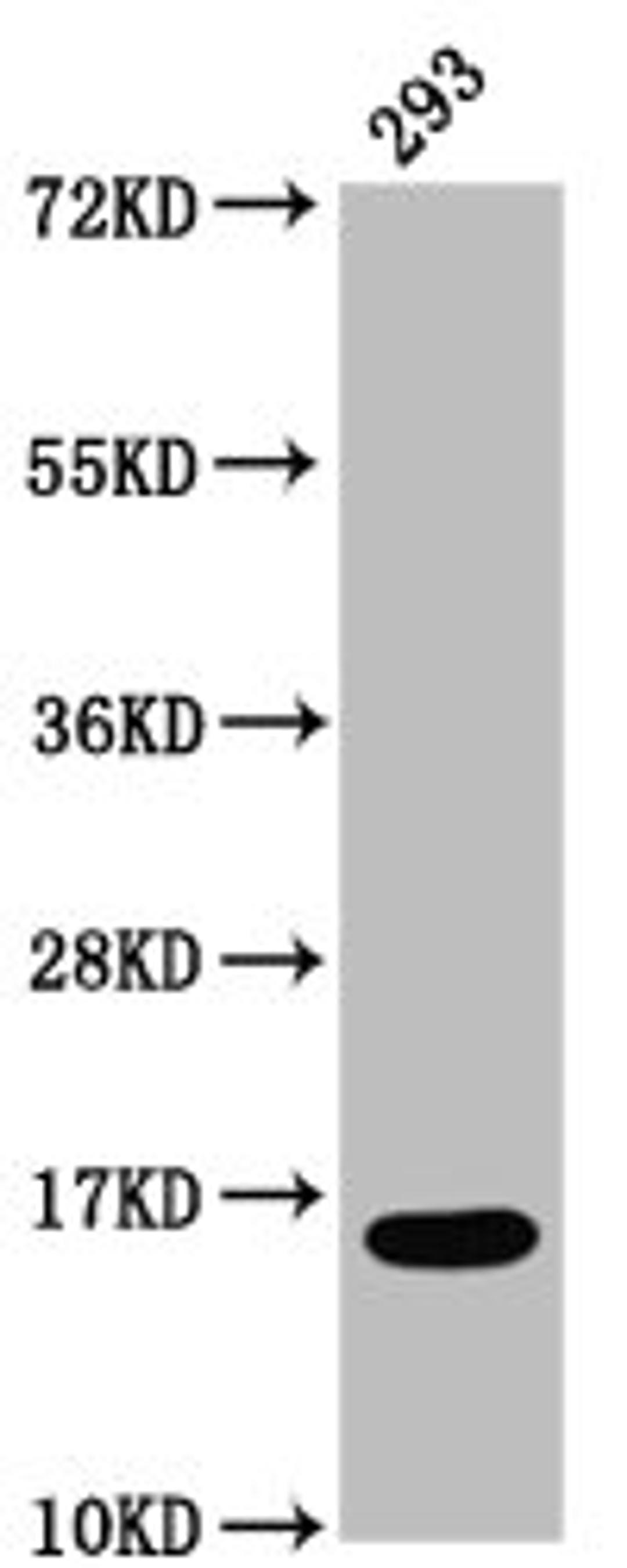 Western Blot. Positive WB detected in: 293 whole cell lysate. All lanes: HIST1H3A antibody at 0.7µg/ml. Secondary. Goat polyclonal to rabbit IgG at 1/50000 dilution. Predicted band size: 16 kDa. Observed band size: 16 kDa