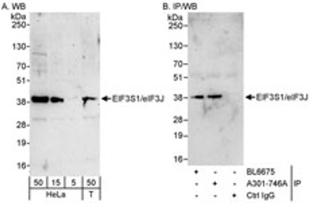 Detection of human eIF3J/EIF3S1 by western blot and immunoprecipitation.