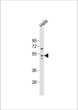 Western Blot at 1:1000 dilution + Hela whole cell lysate Lysates/proteins at 20 ug per lane.