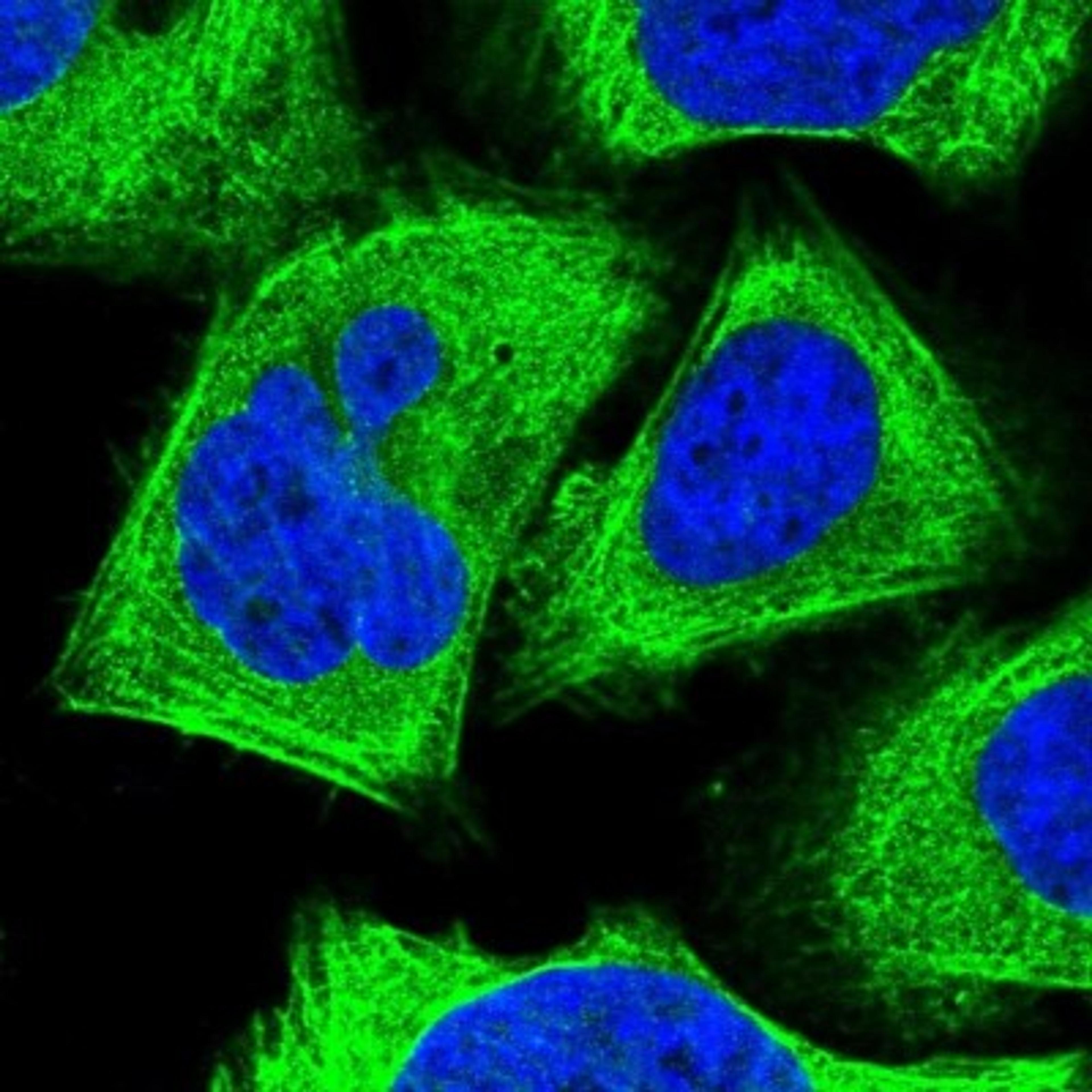 Immunocytochemistry/Immunofluorescence: CCDC64B Antibody [NBP1-90963] - Staining of human cell line U-2 OS shows positivity in cytoplasm & cytoskeleton (actin filaments).