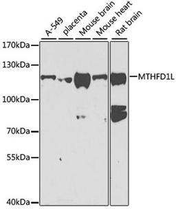 Western blot - MTHFD1L antibody (A7969)