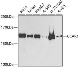 Western blot - CCAR1 antibody (A6334)